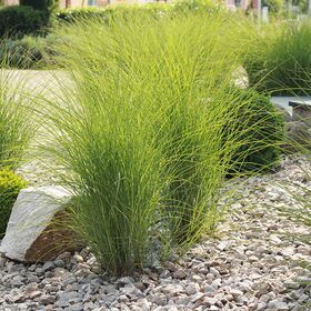 Bougie Immobilienmakler Garten